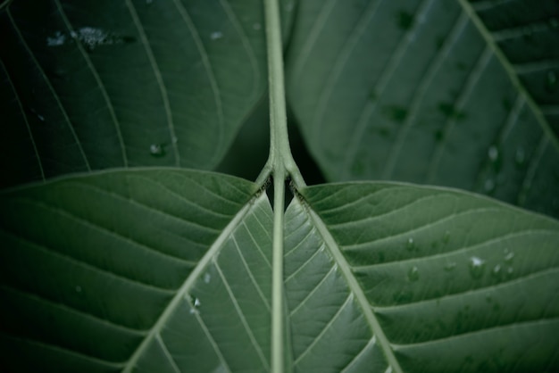 Água da chuva em um macro verde da folha.