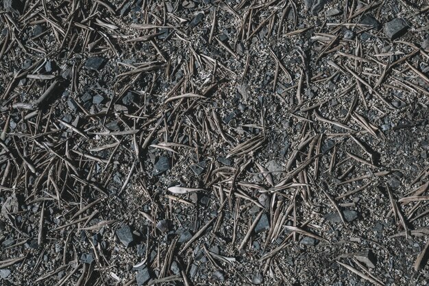 Agulhas de pinheiro no chão cinza