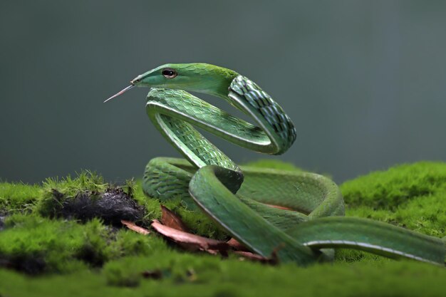 Ahaiitulla prasina snake closeup em fundo preto animal closeup vista frontal de videira asiática