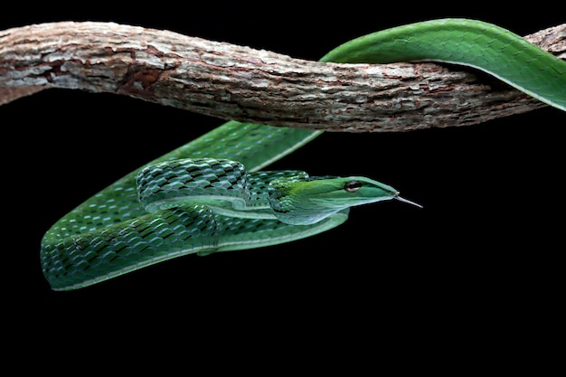 Foto grátis ahaiitulla prasina snake closeup em fundo preto animal closeup vista frontal de videira asiática