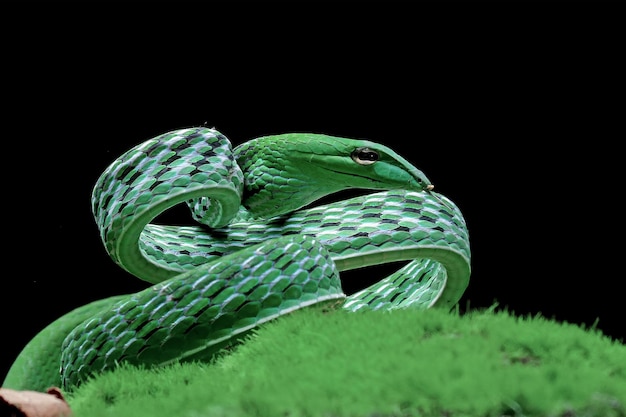 Ahaiitulla prasina snake closeup em fundo preto animal closeup vista frontal de videira asiática