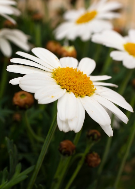 Foto grátis ainda vida de flores de margarida