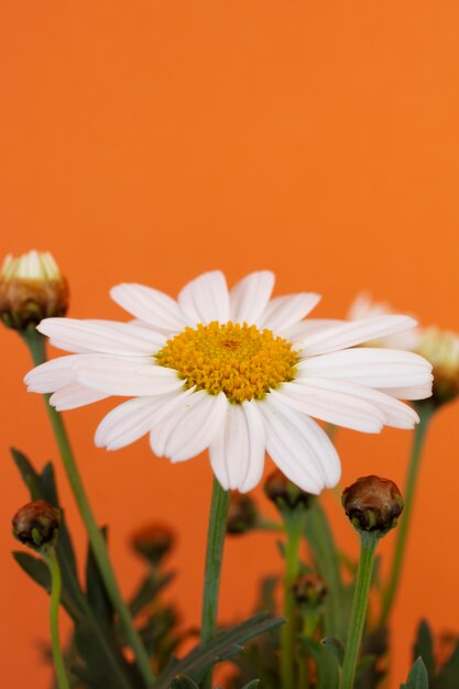 Ainda vida de flores de margarida