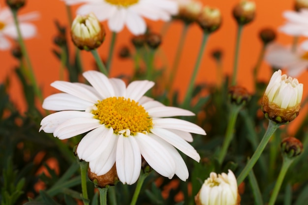 Foto grátis ainda vida de flores de margarida