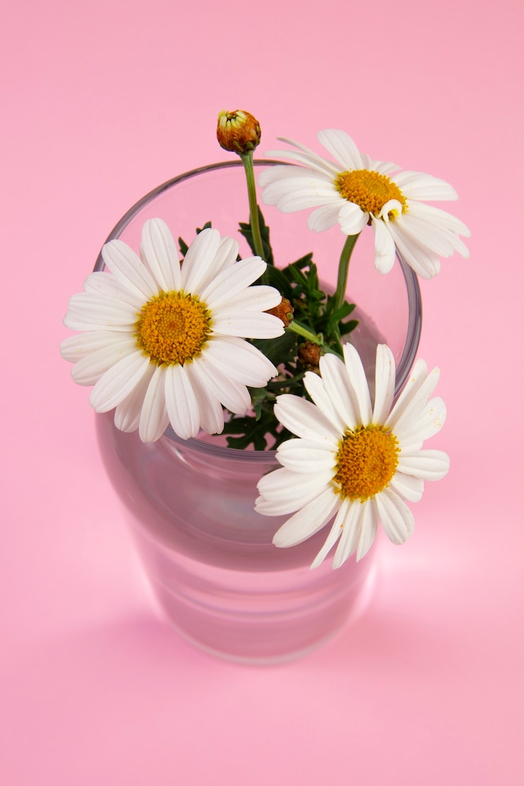 Foto grátis ainda vida de flores de margarida