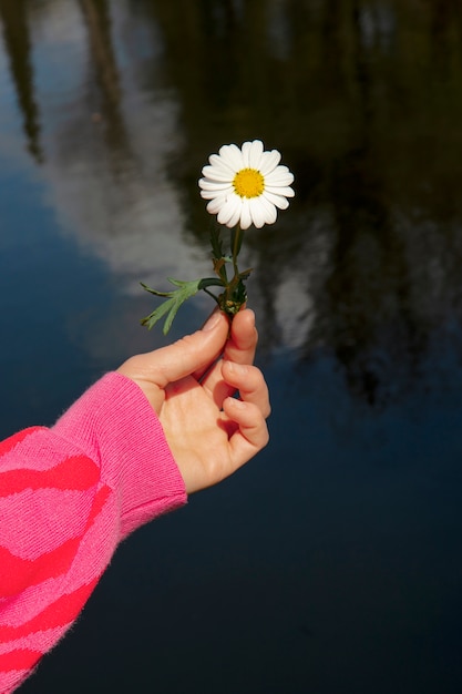 Foto grátis ainda vida de flores de margarida