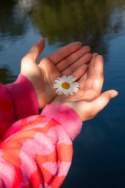 Ainda vida de flores de margarida