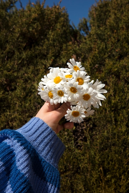 Foto grátis ainda vida de flores de margarida