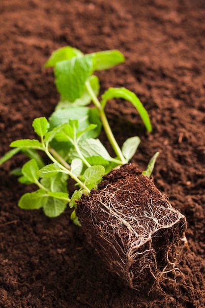 Ainda vida de planta no solo