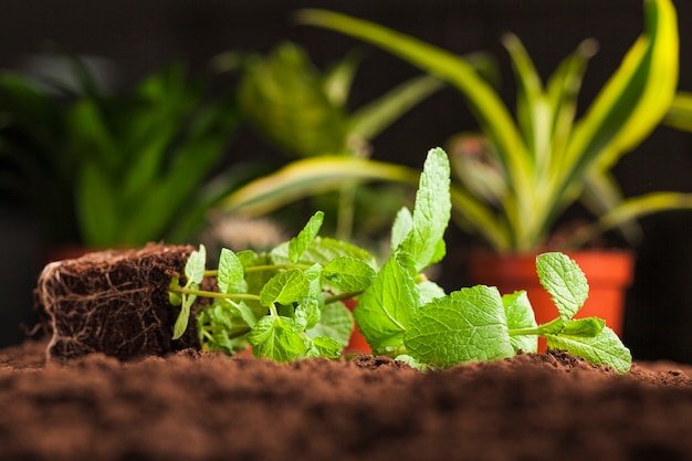 Ainda vida de várias plantas no solo