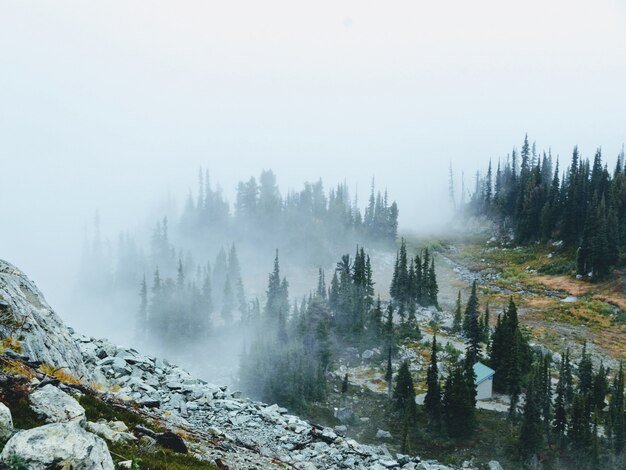 Ajardine o tiro de uma montanha nevoenta e rochosa com pinheiros verdes crescendo nela