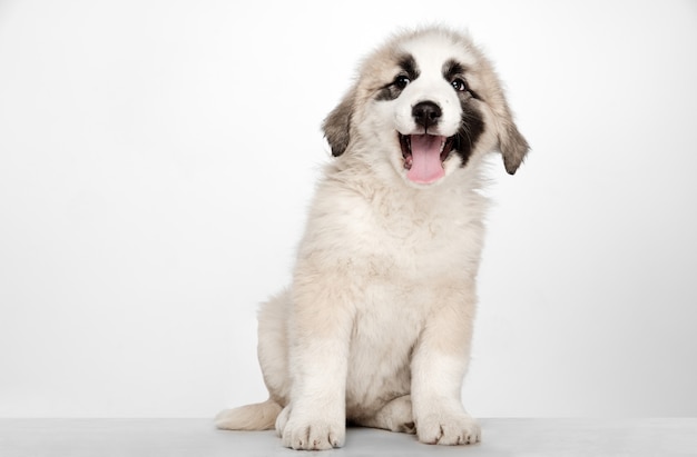 Alabai - cachorro pastor asiático central em pé. Retrato em uma parede branca. Filhote de cachorro jovem e bonito, conceito de amor de animais de estimação.