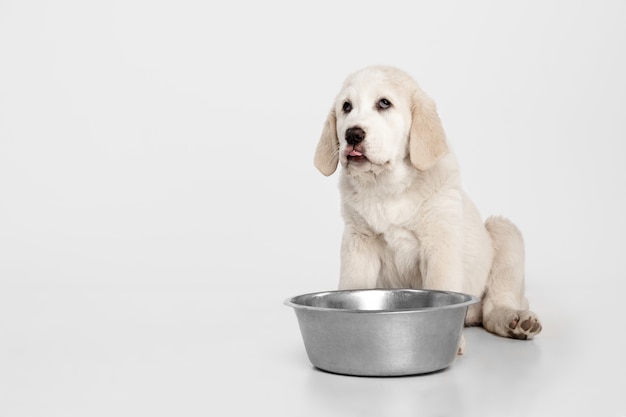 Alabai - cachorro pastor asiático central em pé. Retrato em uma parede branca. Filhote de cachorro jovem e bonito, conceito de amor de animais de estimação.