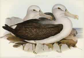 Foto grátis albatros cauteloso (diomedea cauta) ilustrado por elizabeth gould