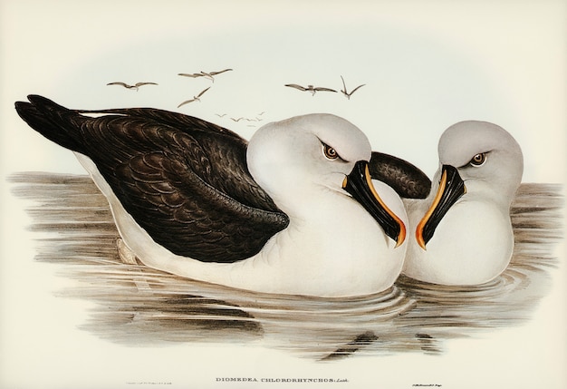 Albatros-de-bico-amarelo (Diomedea chlororhynchos) ilustrados por Elizabeth Gould