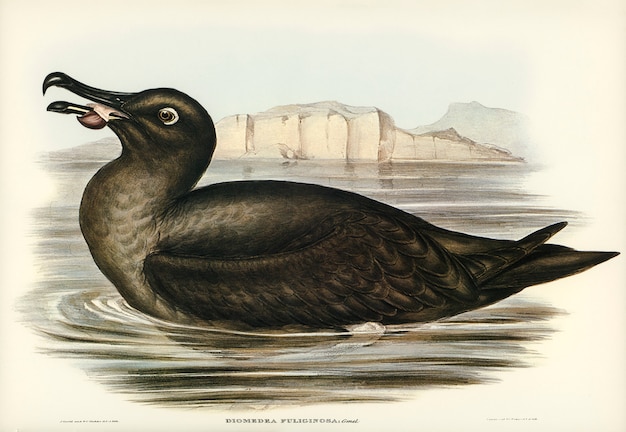 Albatros Sooty (Diomedea fuliginosa) ilustrados por Elizabeth Gould