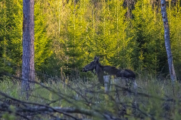 Alces alces caminhando em campo de grama