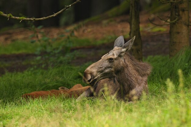 Alces eurasiáticos no habitat da floresta