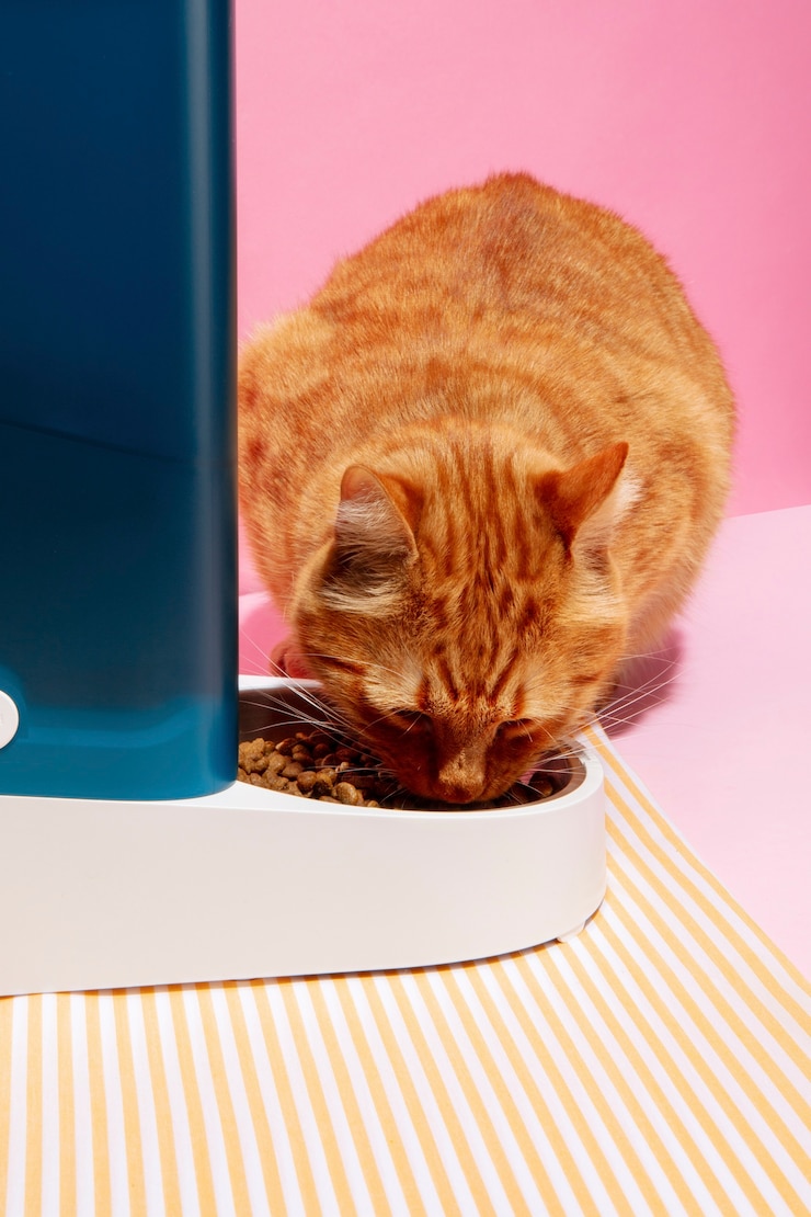 Foto grátis alimentador inteligente para animais de estimação