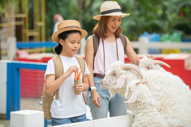 Alimentando a cabra. Filha e mãe asiática alimentam uma cabra branca com a mão na fazenda de animais.