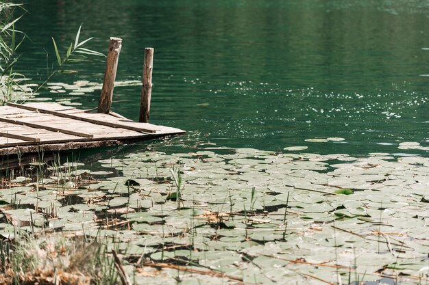 Almofadas de lírio flutuando na lagoa perto do cais