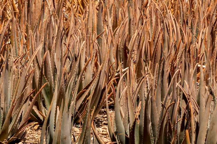 Foto grátis aloe vera seca dia ensolarado