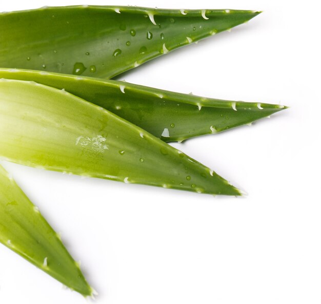 Aloevera em cima da mesa