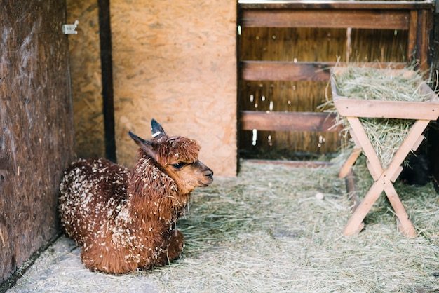 Alpaca marrom sentado no celeiro