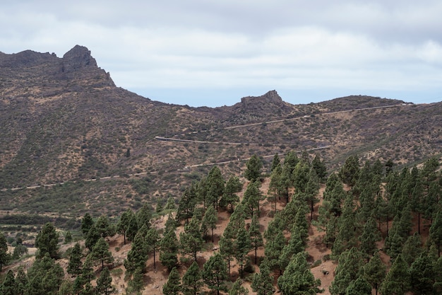 Foto grátis altas montanhas com floresta verde