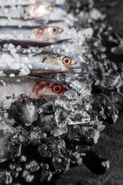 Alto ângulo de pequenos peixes no gelo