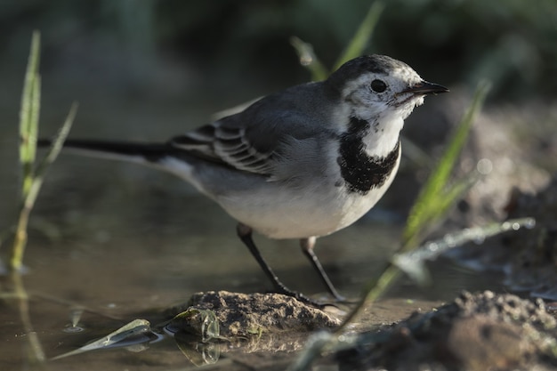 Alvéola-branca Motacilla alba, Malta, Mediterrâneo