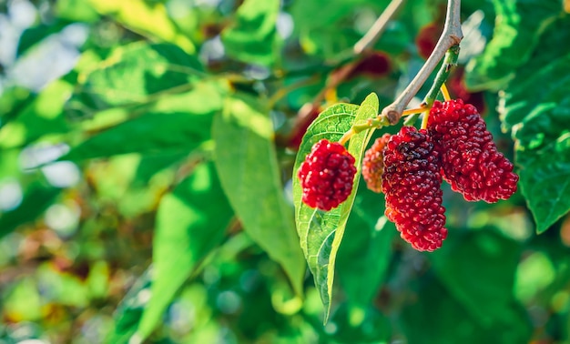 Amadurecendo amoras nos galhos de uma árvore ou uma amoreira ao sol, as primeiras bagas da primavera cantam nos ramos da agricultura de jardim na região do mar egeu, na turquia