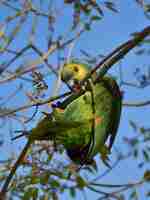 Foto grátis amazona de frente turquesa (amazona aestiva) em estado selvagem