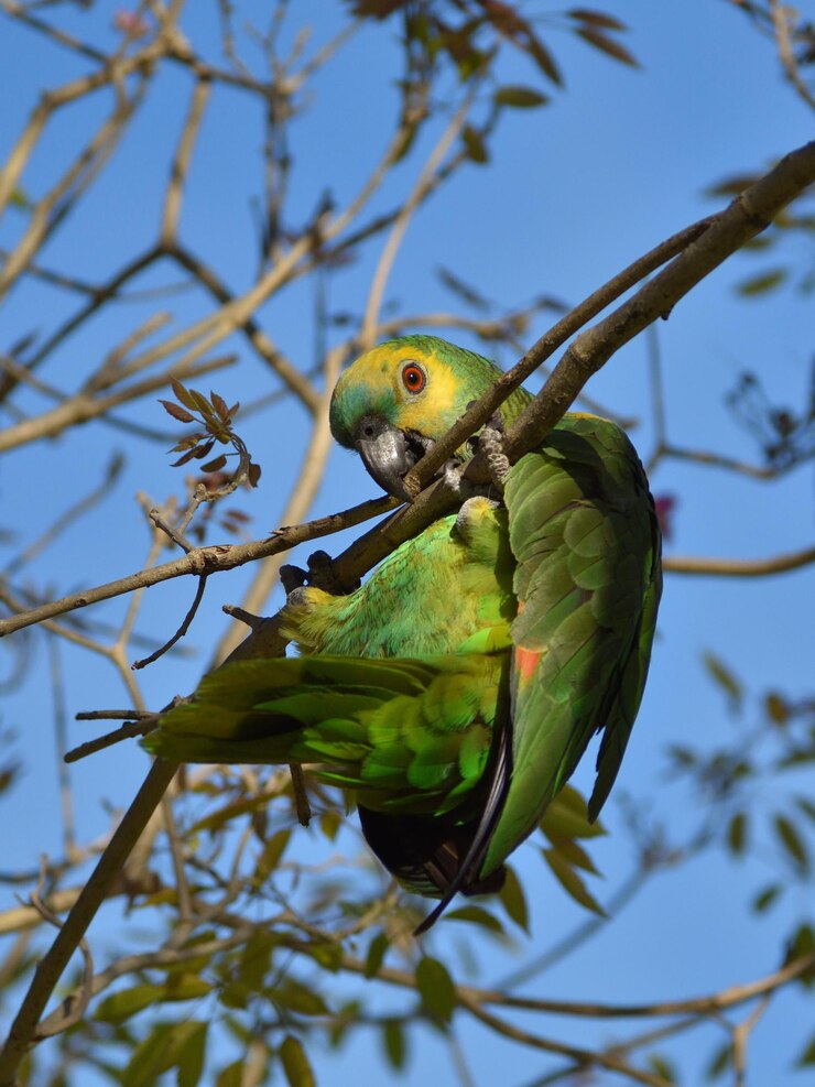 Foto grátis amazona de frente turquesa (amazona aestiva) em estado selvagem
