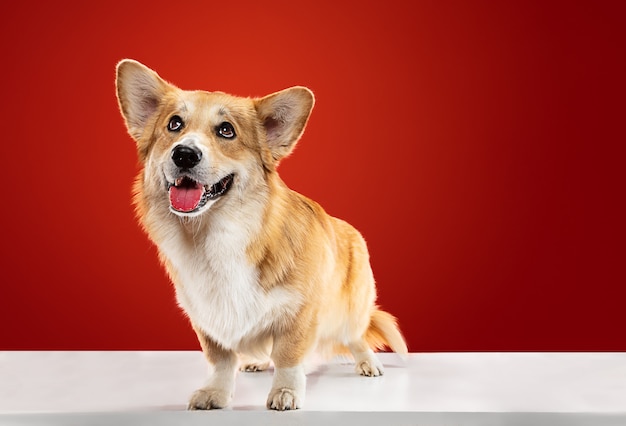 Ame minha casa. Filhote de cachorro pembroke de Welsh corgi está posando. Cachorrinho fofo fofo ou animal de estimação está sentado isolado sobre fundo vermelho. Foto de estúdio. Espaço negativo para inserir seu texto ou imagem.