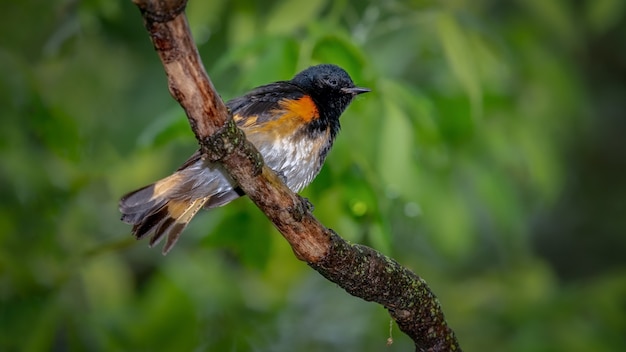 Foto grátis american redstart