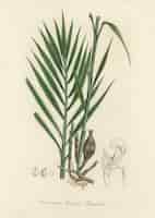 Foto grátis amomum (amomum granum) paradisi ilustração de medical botany (1836)
