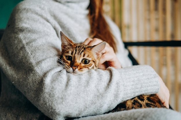 Amor por gatos uma mulher se senta em uma cadeira em casa e segura seu amado gato bengal em seus braços Foto Premium