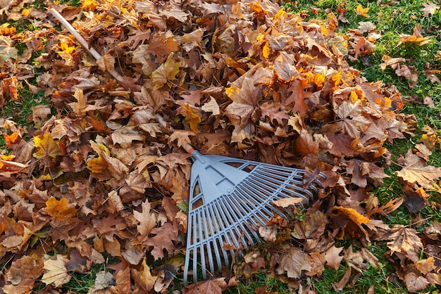 Ancinho de ventilador de plástico na pilha de folhas douradas secas na temporada de outono vista de cima de folhas ajuntadas com