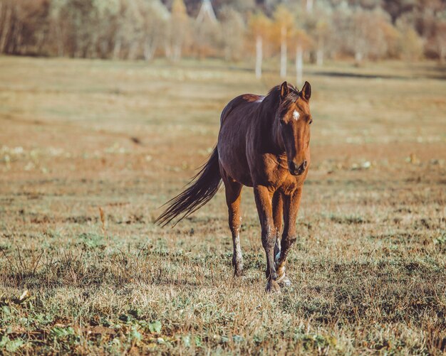 andar a cavalo