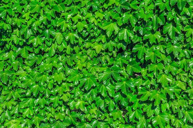 Foto grátis andar de grama flor de pedra laranja público