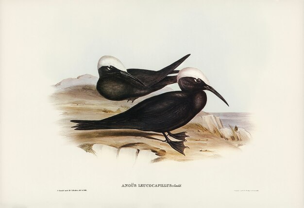 Andorinha-do-mar-branca (Anous leucocapillus) ilustrada por Elizabeth Gould