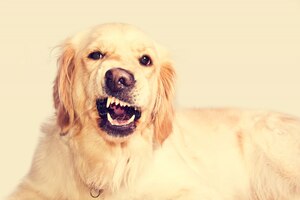 Foto grátis angry golden retriever dog.