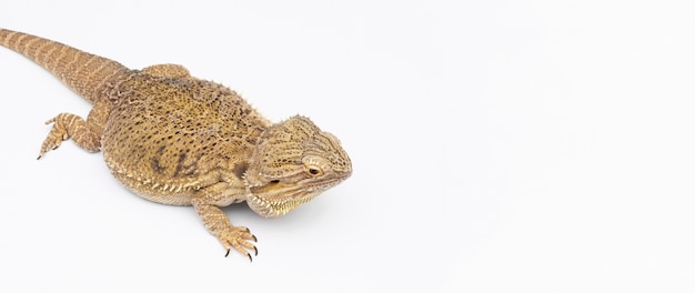 Foto grátis Ângulo alto de iguana com espaço de cópia