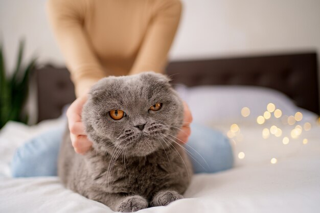 Animais de estimação, manhã, conforto, descanso e conceito de pessoas