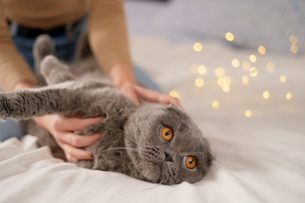 Animais de estimação, manhã, conforto, descanso e conceito de pessoas