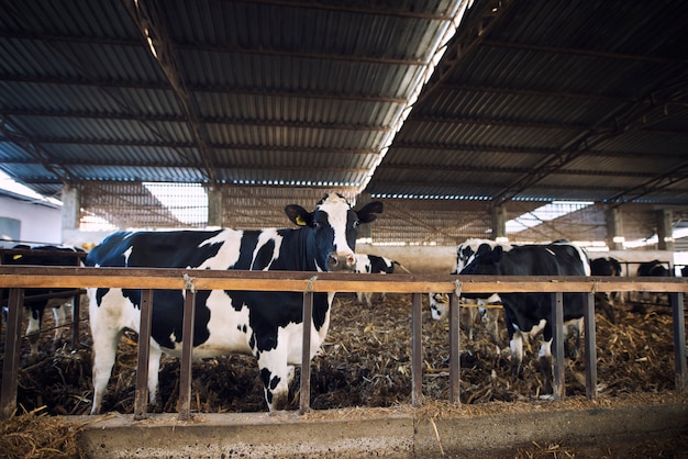 Animais domésticos comendo feno em fazenda de gado