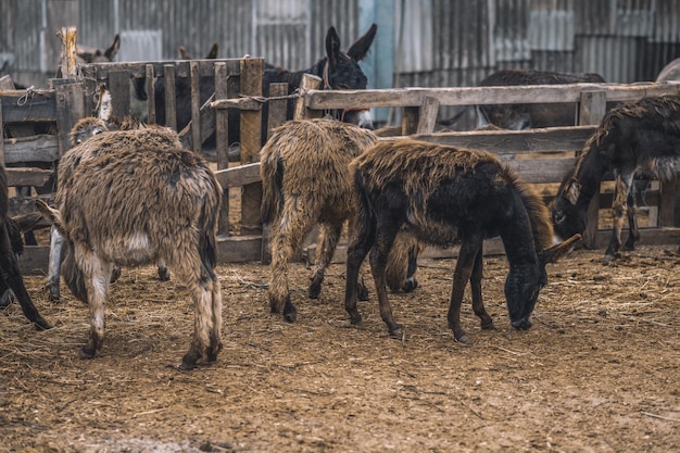 Animais no curral da fazenda