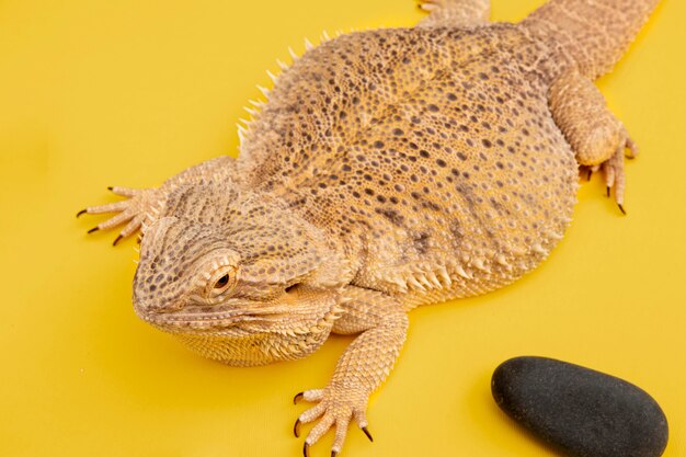 Animal de estimação iguana de alto ângulo com pedra