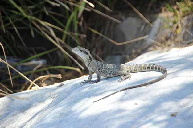 Foto grátis animal na natureza